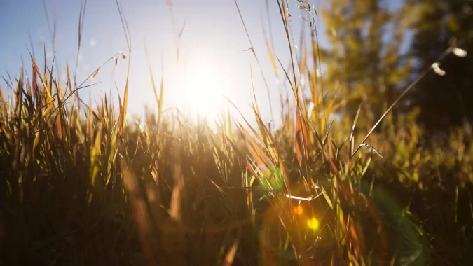 Vitamin D & Depression