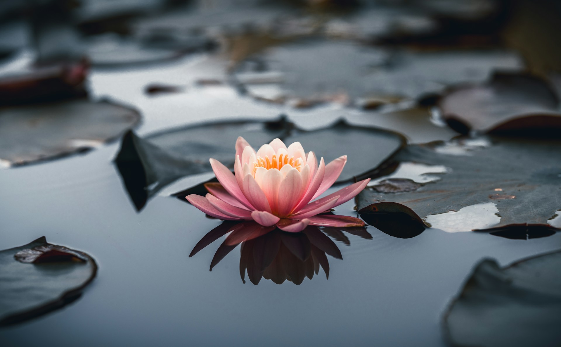 Pink lotus flower on water — serenity and stillness